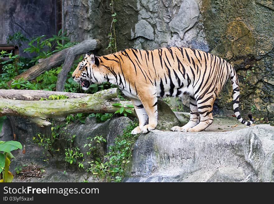 Tiger standing on the rock