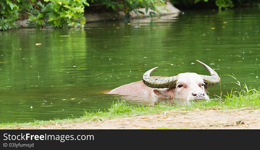 Albino Buffalo