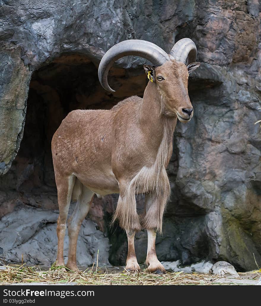 Brown Mountain Goat standing on the rock