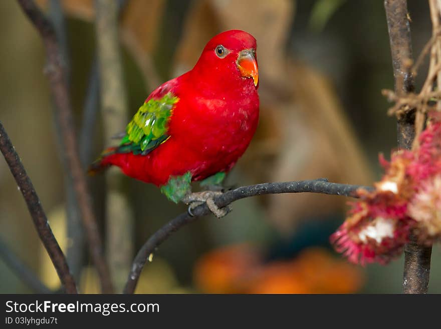 Beautiful red and green parrot. Beautiful red and green parrot