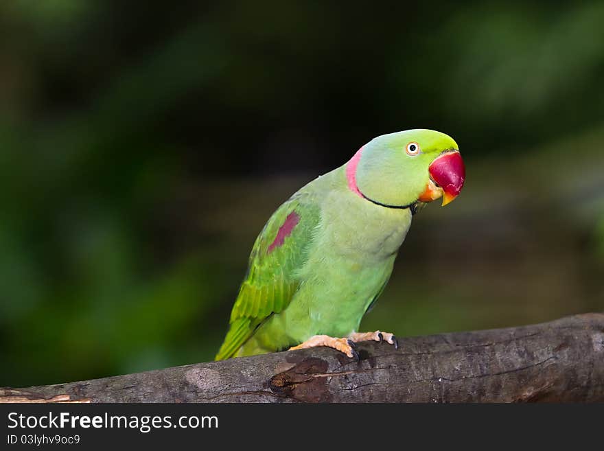 Green parrot bird in front of natural background