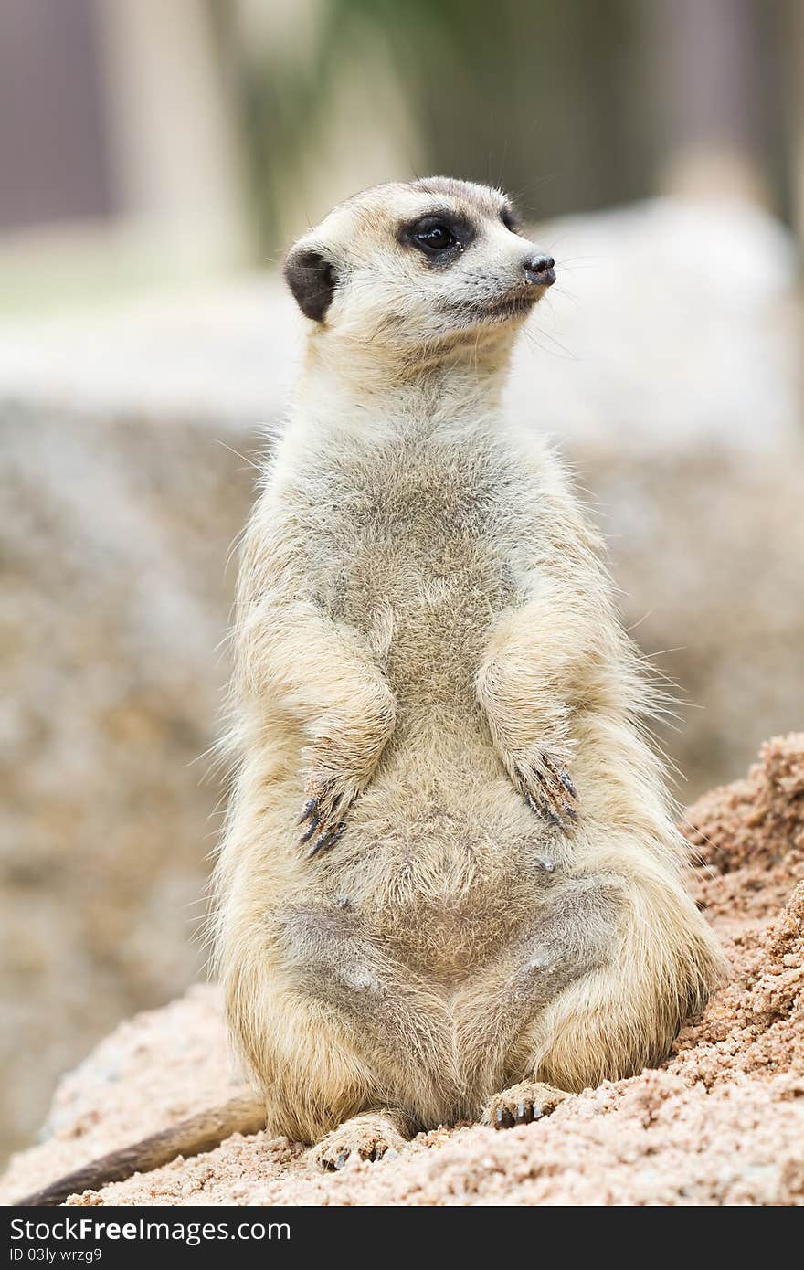 A meerkat standing on its hind legs