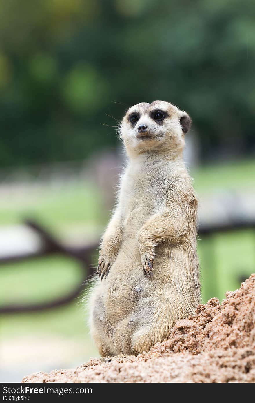 A meerkat standing on its hind legs