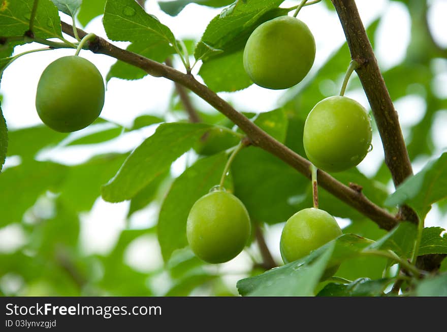 Green plums