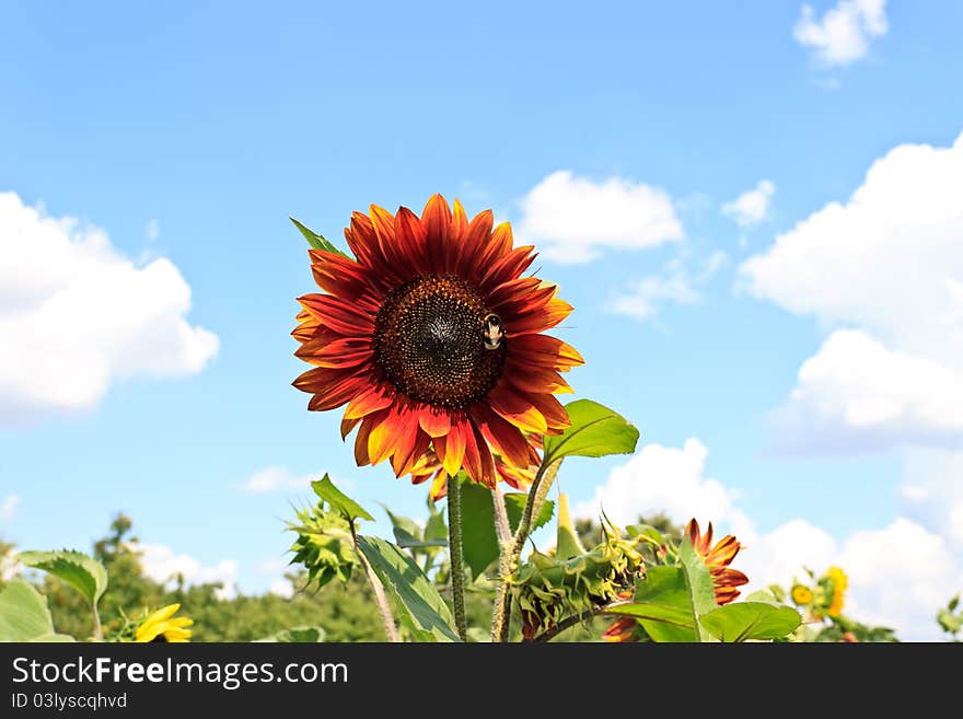 Bright red with a bumblebee sunflower on blue sky background. Bright red with a bumblebee sunflower on blue sky background