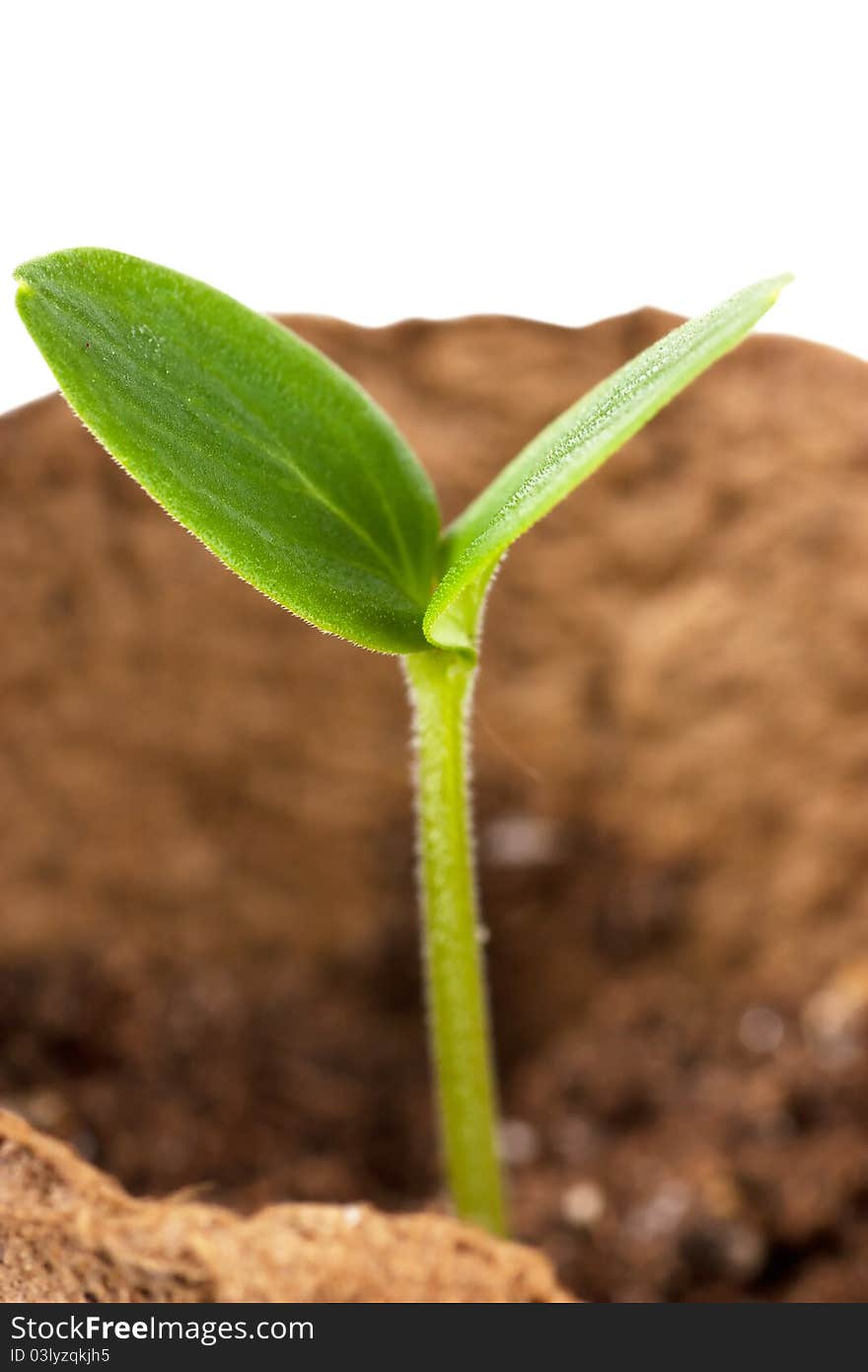 Small green plant in brown pot. Small green plant in brown pot