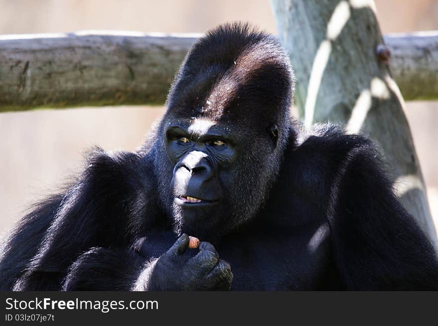 Big gorilla eating carrot and looking away