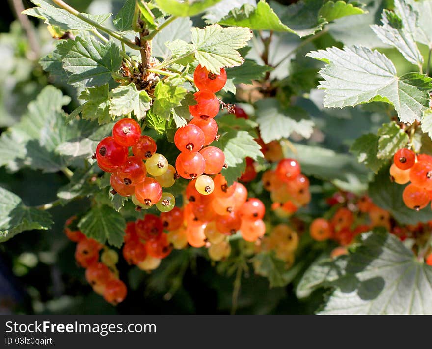 Color photo of currants on branch