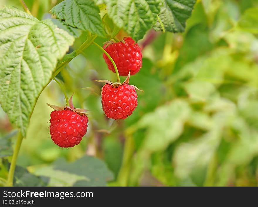 Fresh ripe raspberries on the branch. Fresh ripe raspberries on the branch