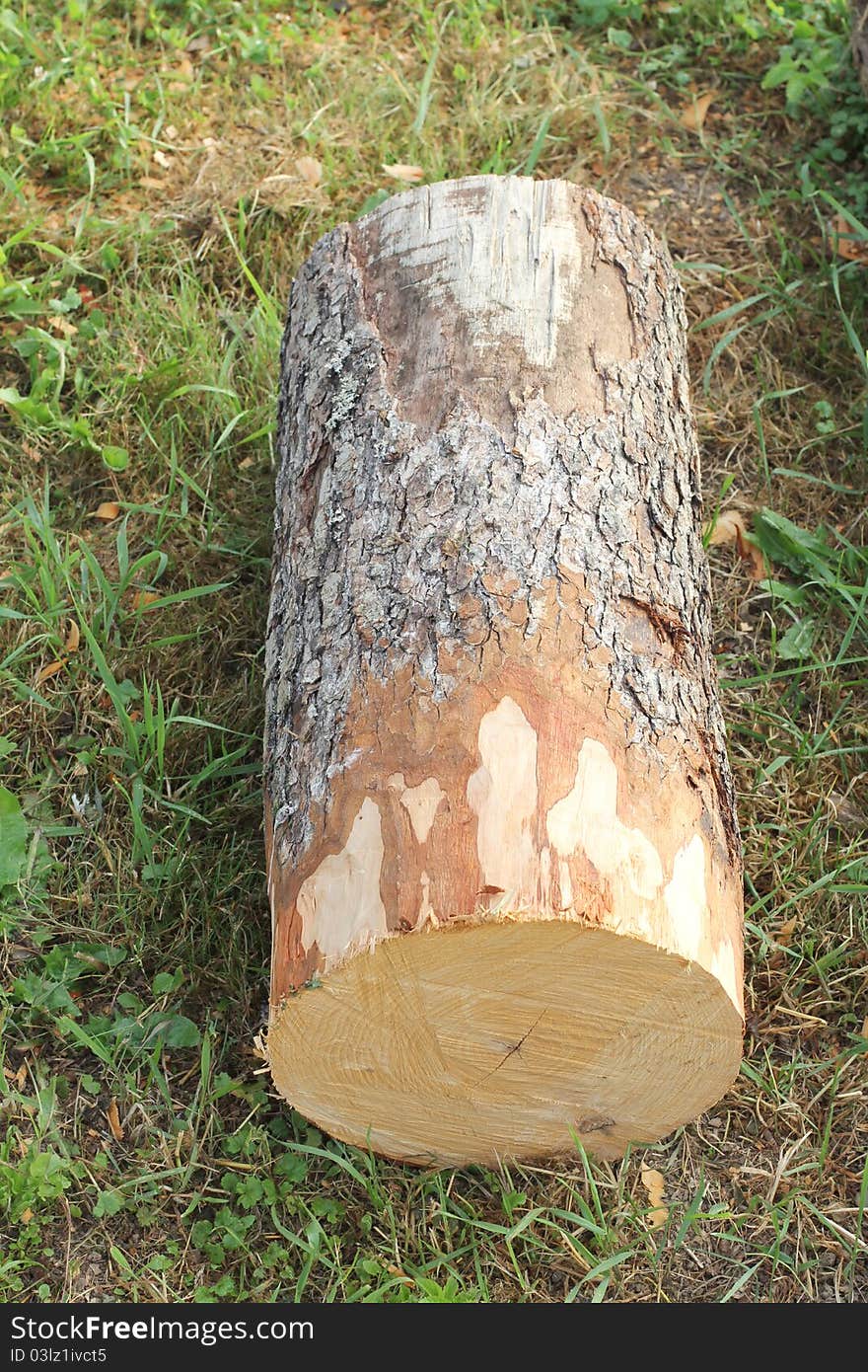 Large timber