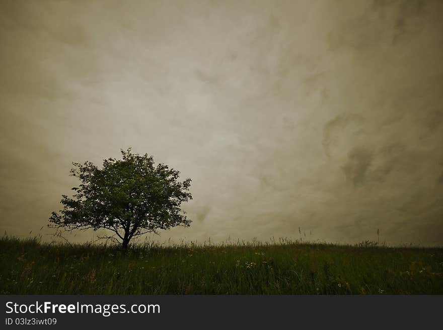 Lonely tree