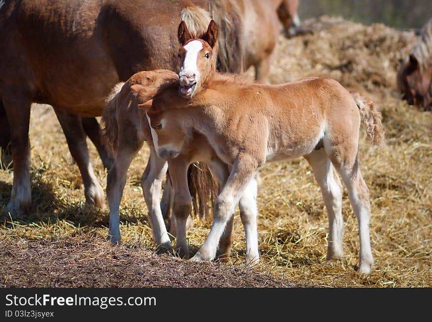 Foals