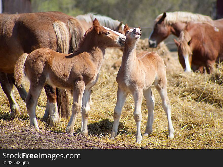 Two small brown stallion kiss. Two small brown stallion kiss