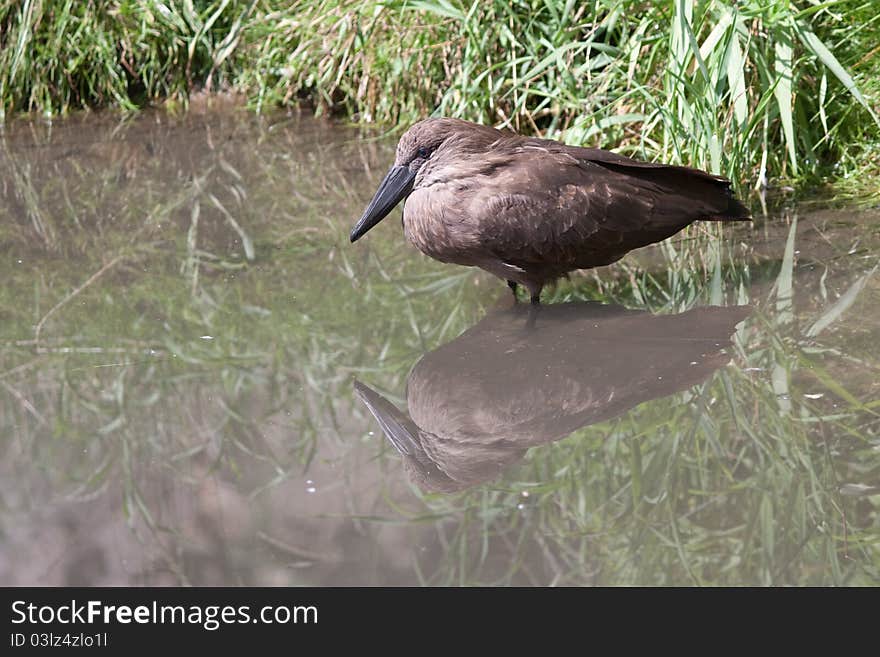 Hamerkop