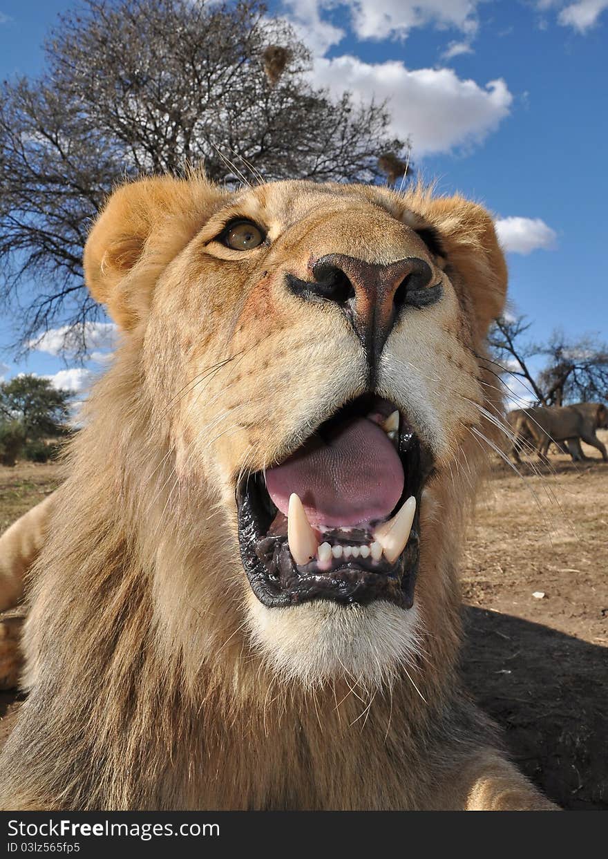 Juvenile lion in south africa. Juvenile lion in south africa