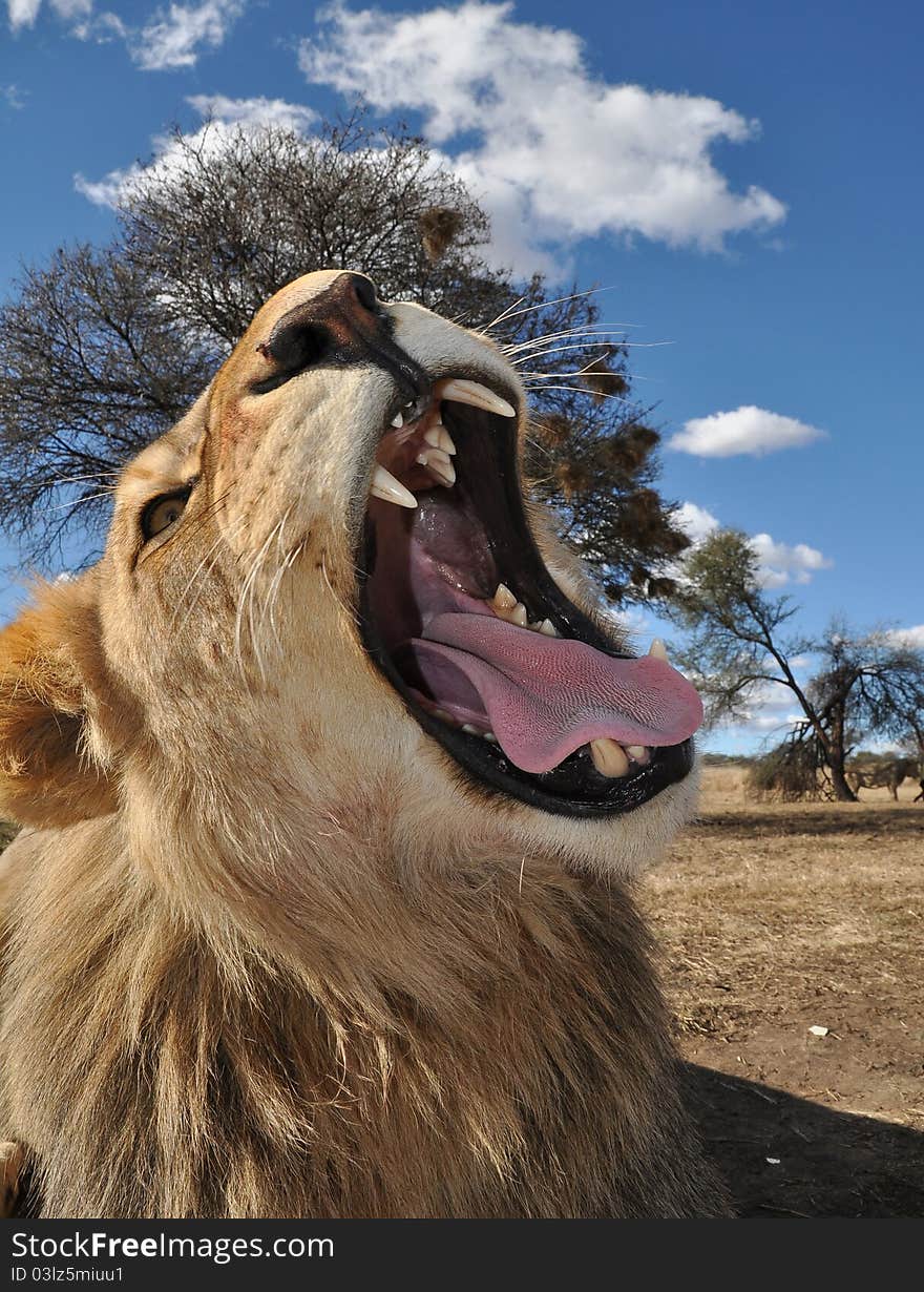 Juvenile lion in south africa. Juvenile lion in south africa