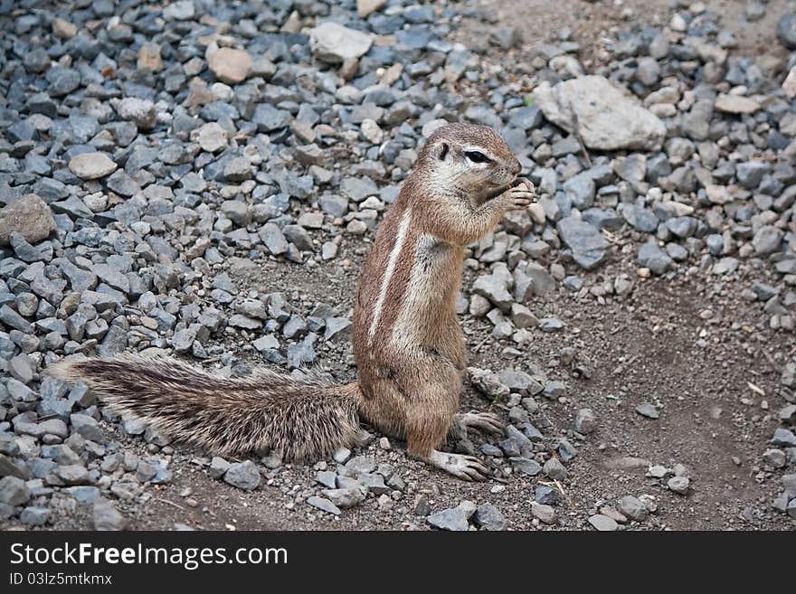 Cape ground squirrel