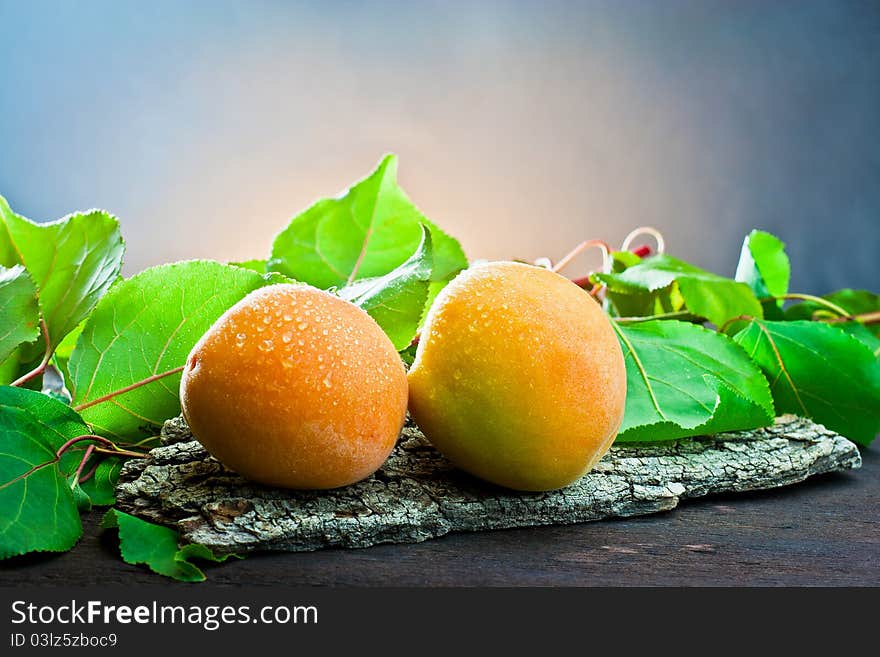 Two two apricots on bark of tree with background of leaves. Two two apricots on bark of tree with background of leaves