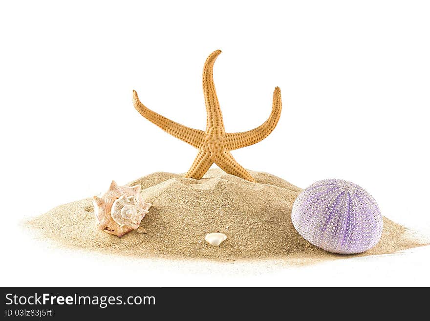 Starfish,urchin and seashell on sand