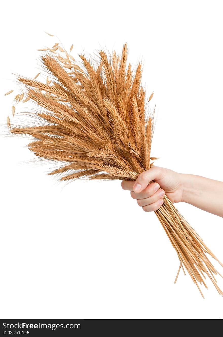 Women hand holding golden barley ears isolated on white background