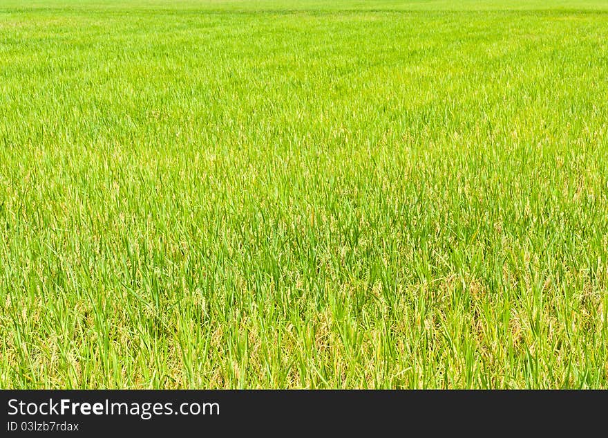 The start rice grains, yellow green leaves. The start rice grains, yellow green leaves