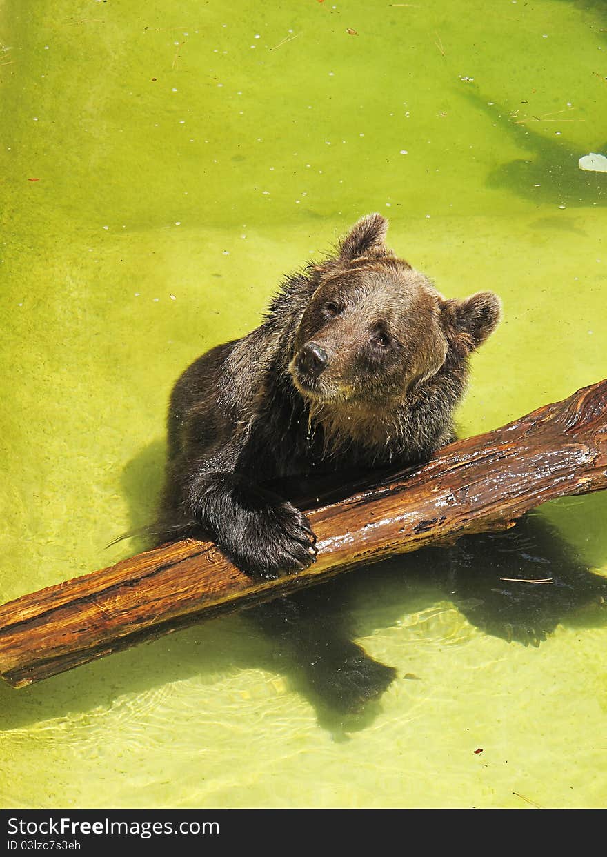 Brown bear in the water playing with a trunk