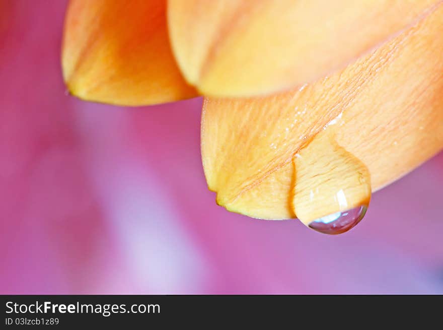 Detailed view of beautiful petals on a pink background.