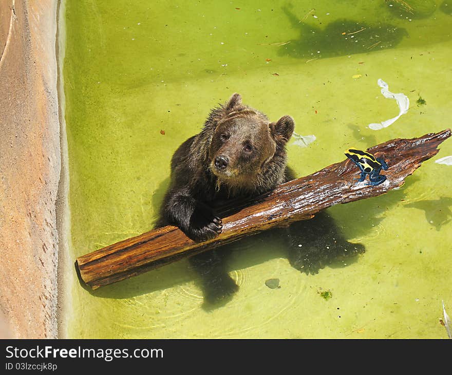 Brown bear in the water playing with a trunk