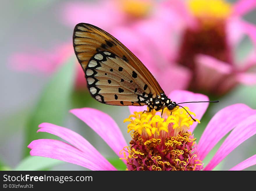 Tawny Coster Butterfly