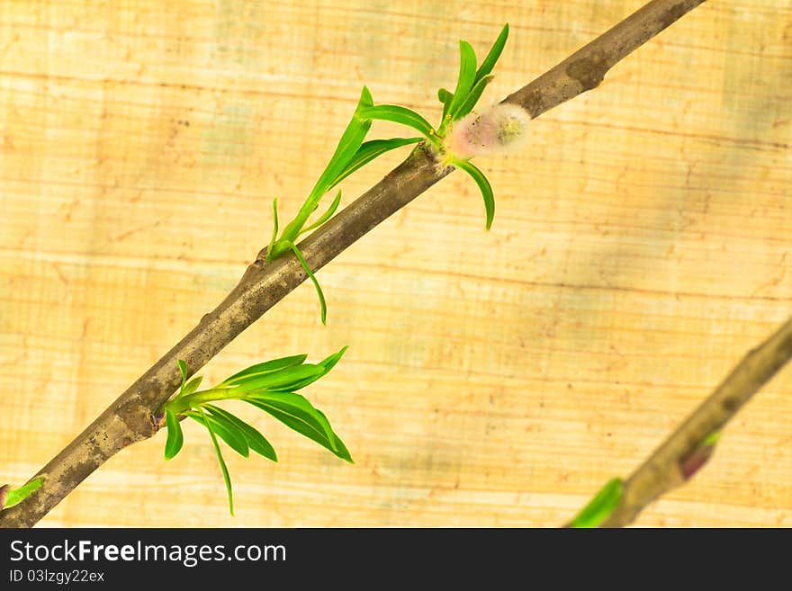 Willow branches with buds and leaves