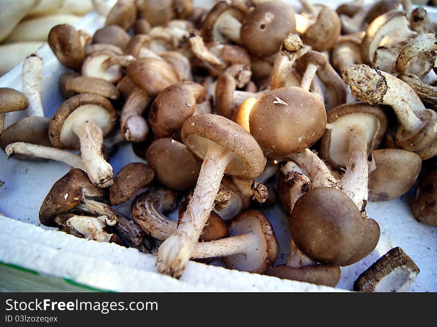 Mushrooms, is people like to eat vegetables one. This is a close-up of it.