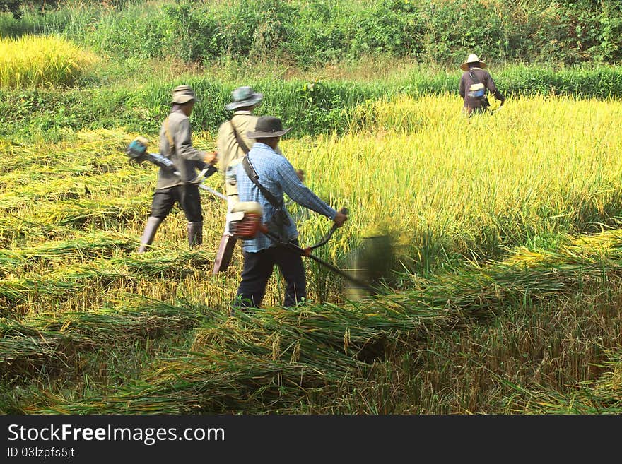 Group Of Labor Harvesting Jasmine Rice