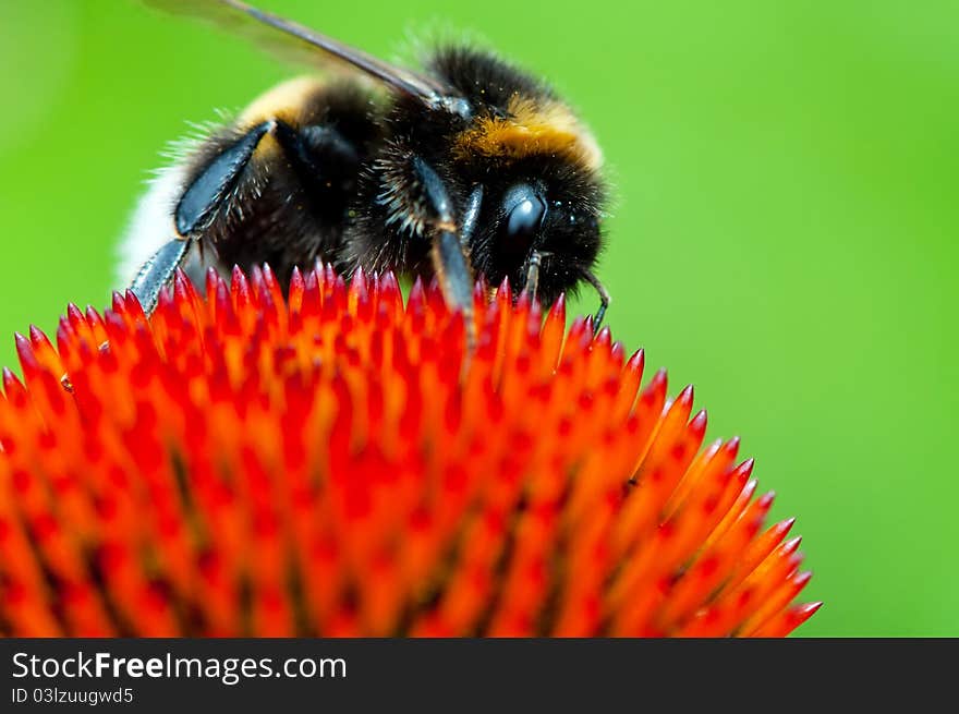 Detailed view of bumblebee on a flower.