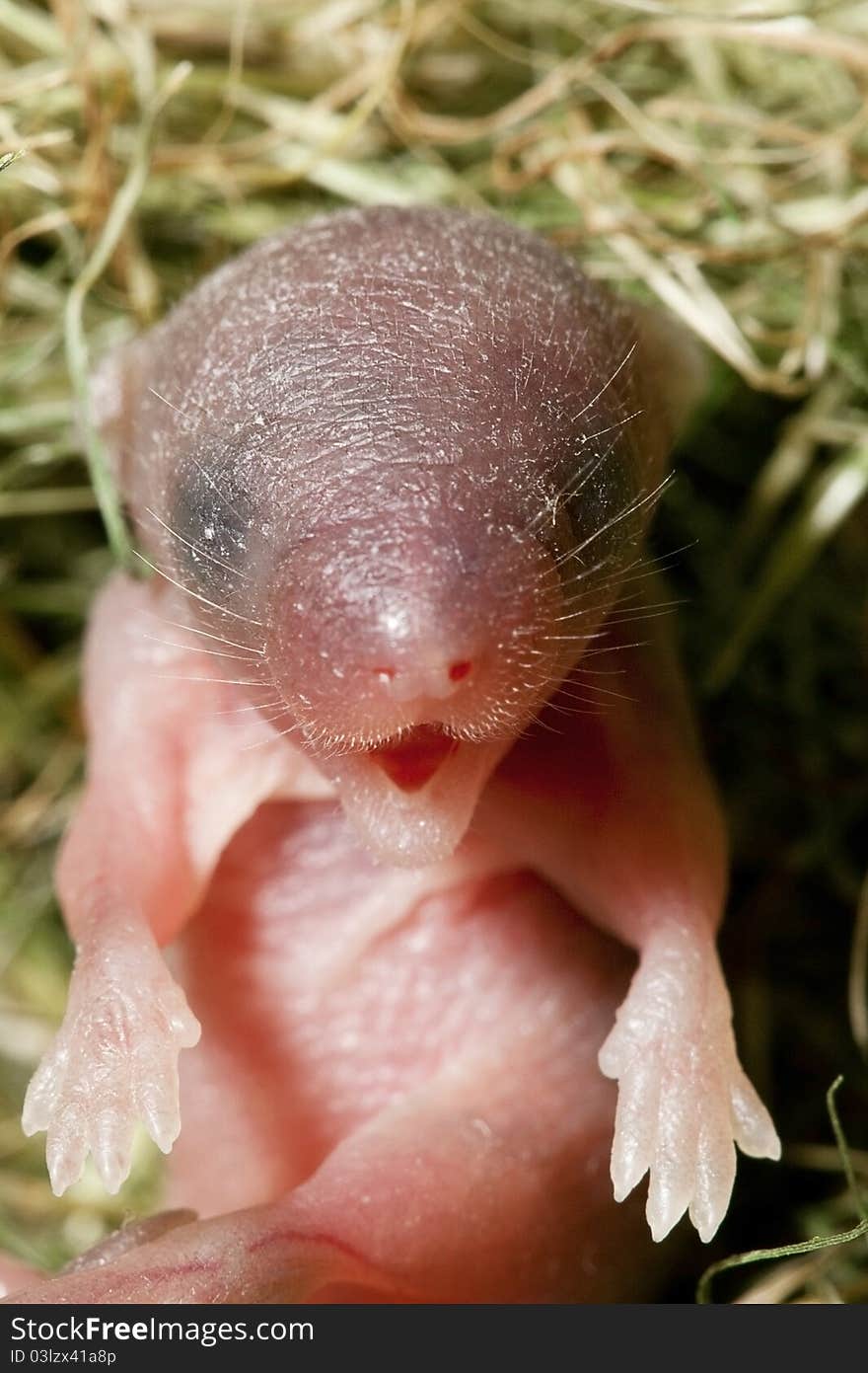 Mouse baby