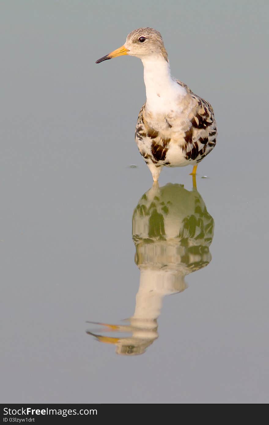 Ruff / Philomachus Pugnax