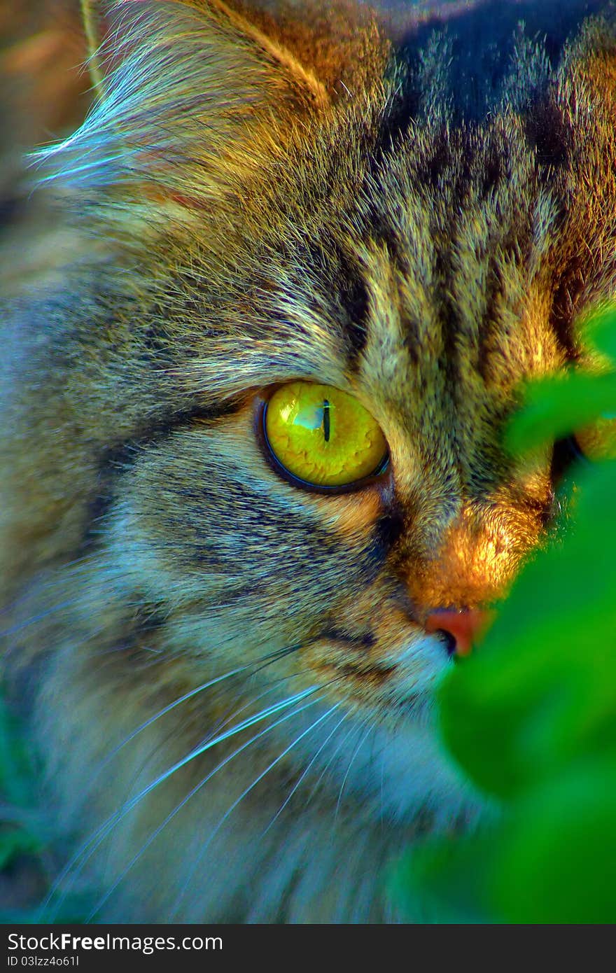 Close-up of a cat in the grass