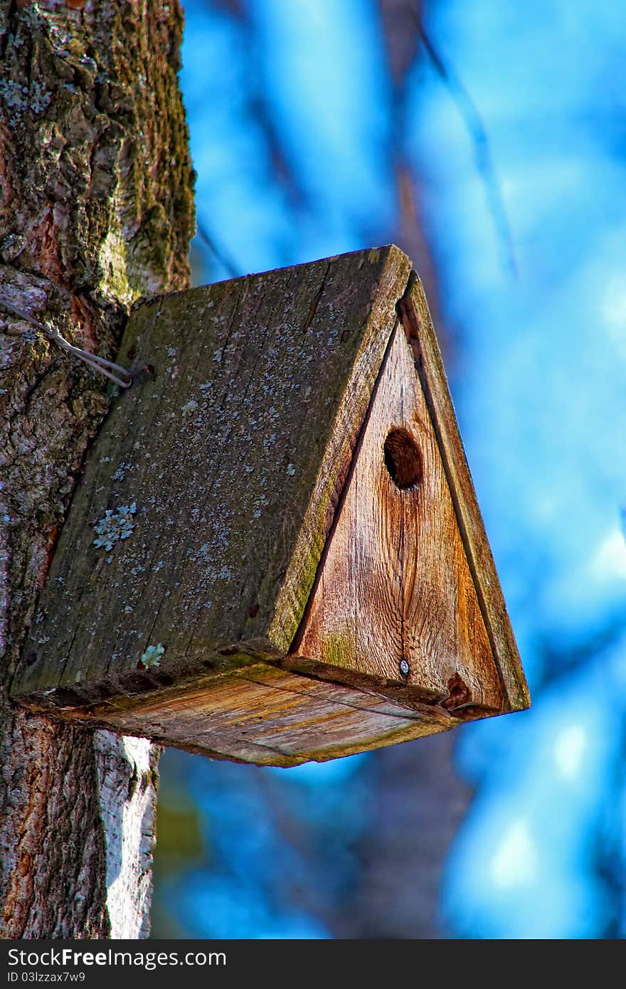 Old birdhouse, covered with moss, hanging on the birch tree on blue sky background