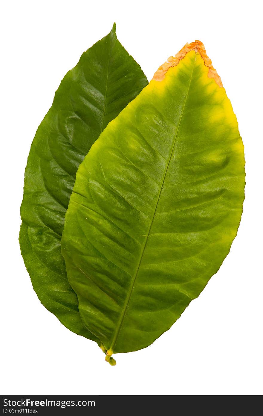 Lemon Leaf, Salal (Gaultheria shallon) isolated on white