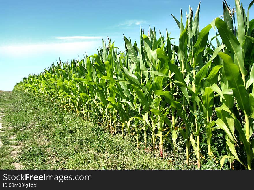 Corn field