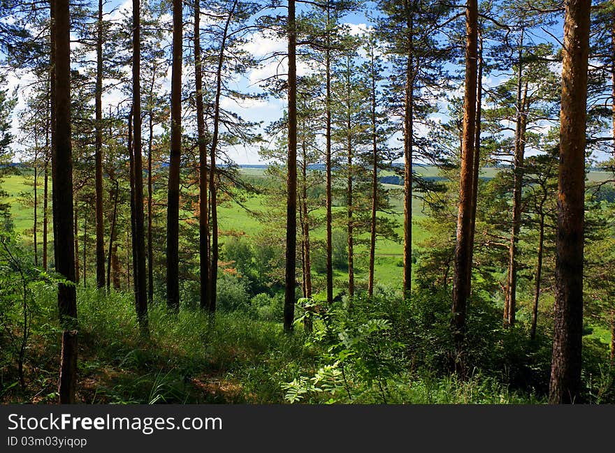 Through the pines, view from mountains