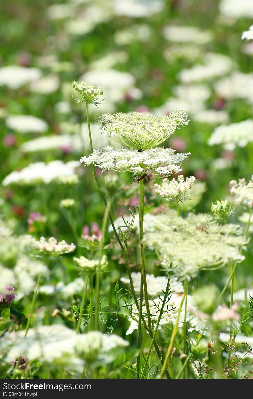 Close-up of summer meadow. Close-up of summer meadow