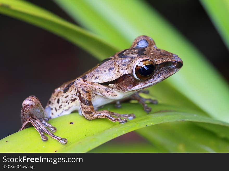 Brown frog on leaf