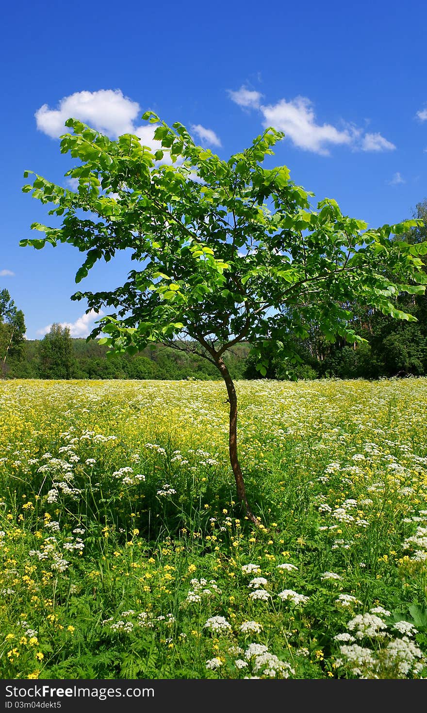 Young tree on blossoming meadow