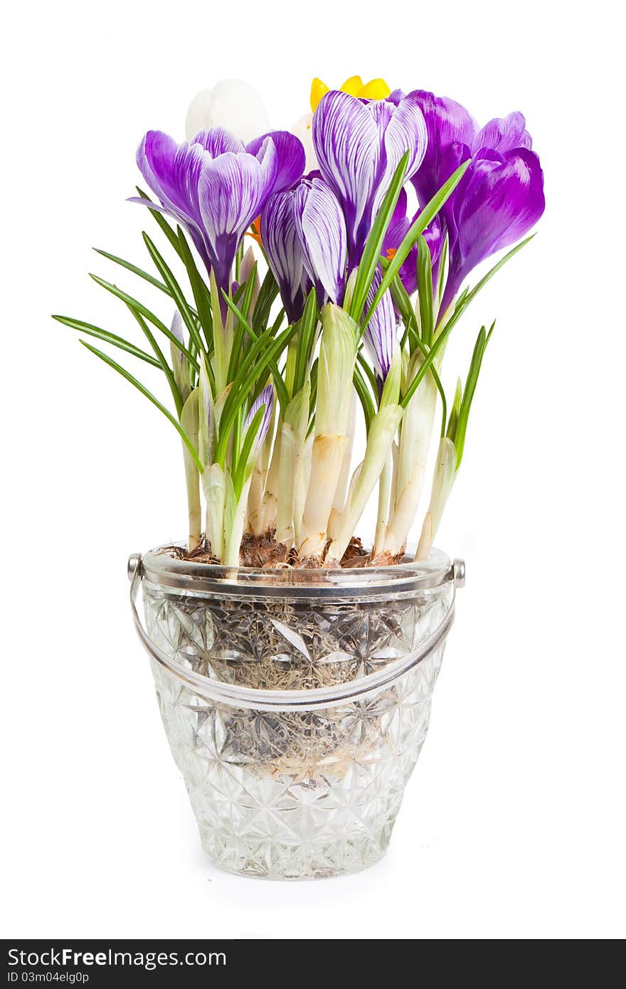 Crocuses on a white background