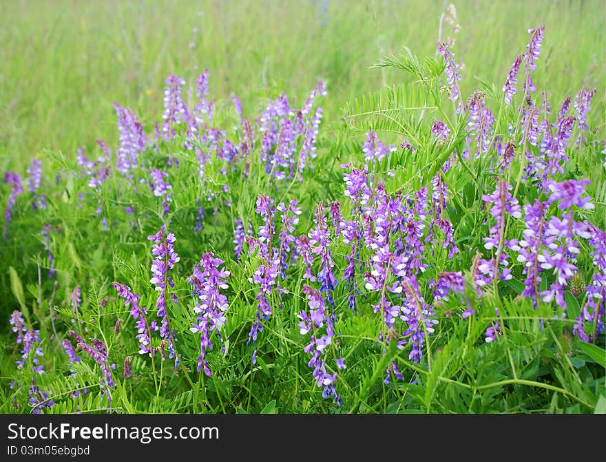 Wild Pea Flowers