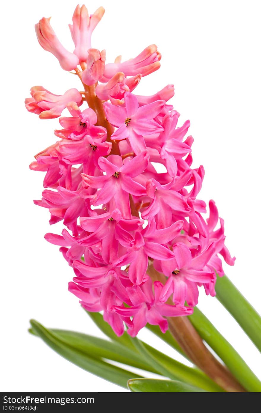 Pink flower hyacinth isolated on a white background