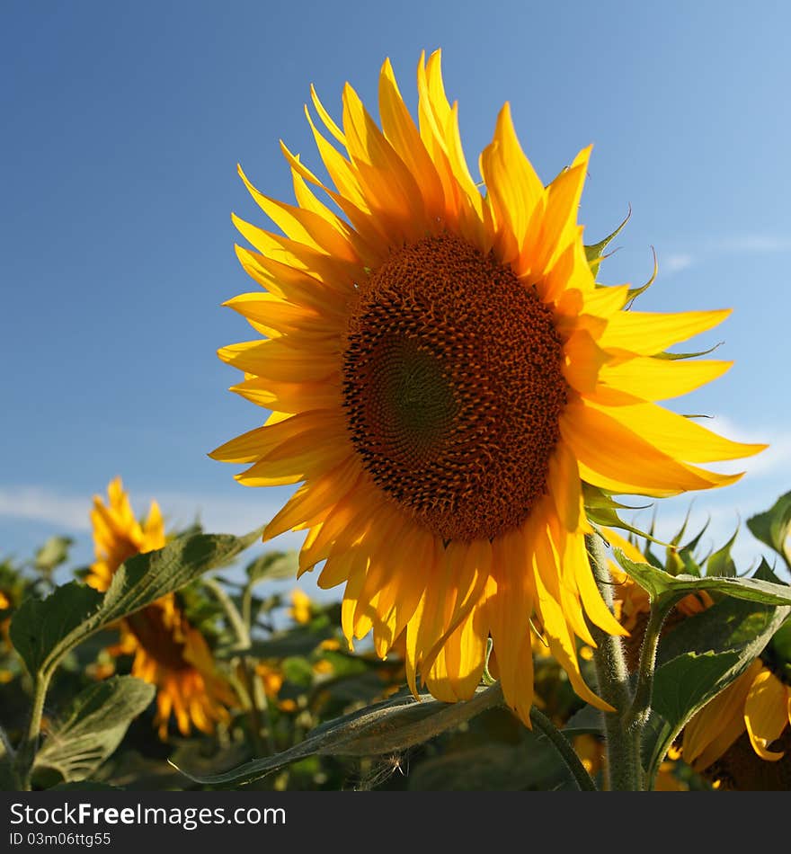 Nice sunflower with blue sky. Nice sunflower with blue sky