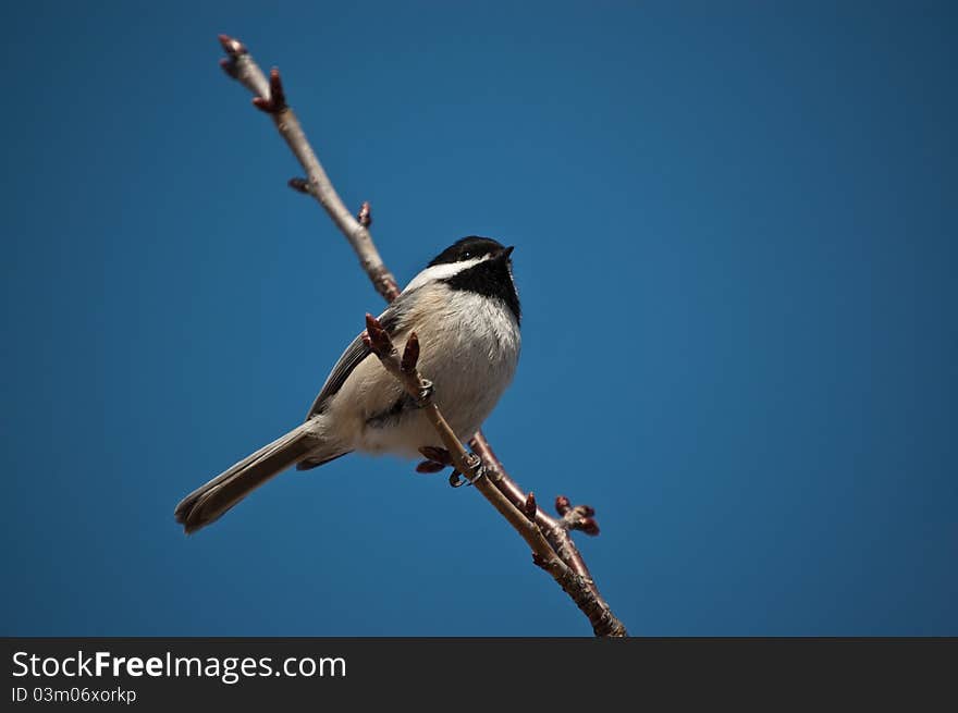 Black-Capped Chickadee Sitting on a Branch