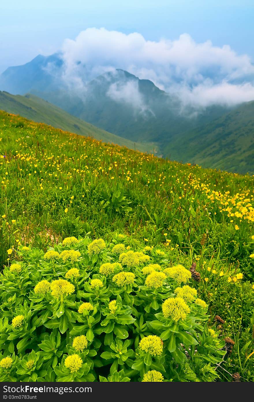 Yellow flower and green grass in bright sunlight. Yellow flower and green grass in bright sunlight