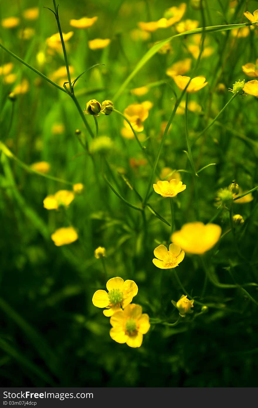 Spring meadow: green grass and yellow dandelions. Spring meadow: green grass and yellow dandelions